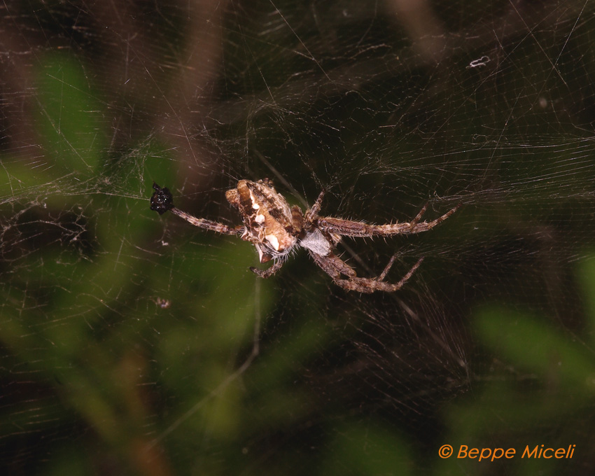 Cyrtophora citricola e Argyrodes sp.